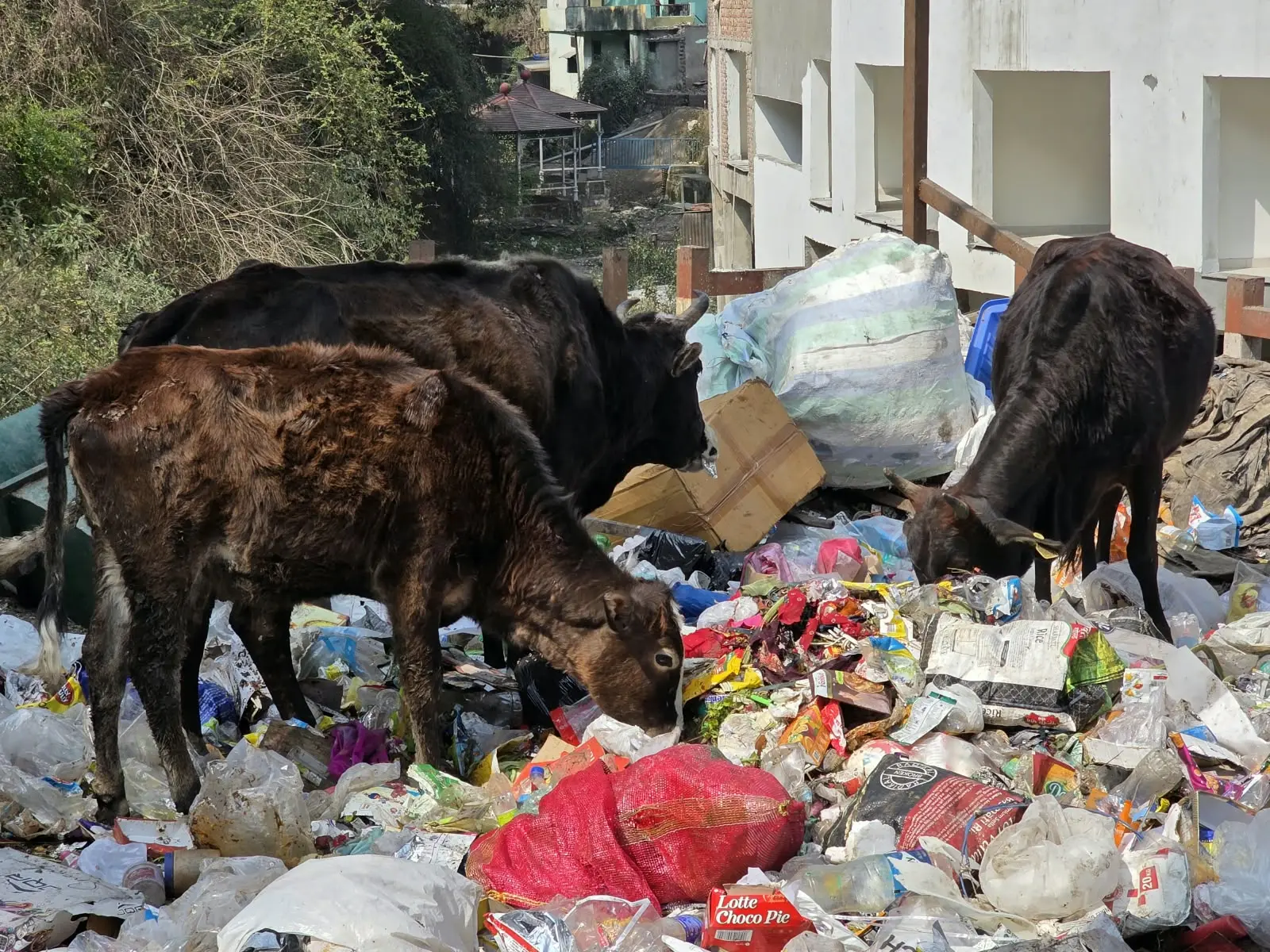 Cows among colourful recycling and rubbish in an urban Delhi neighbourhood