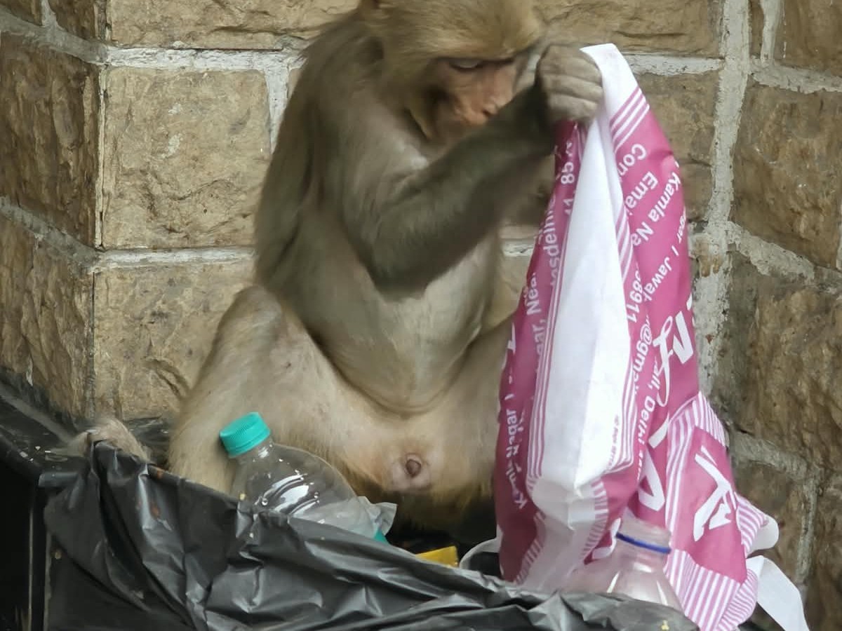 A macaque searching a bin beside a stone wall