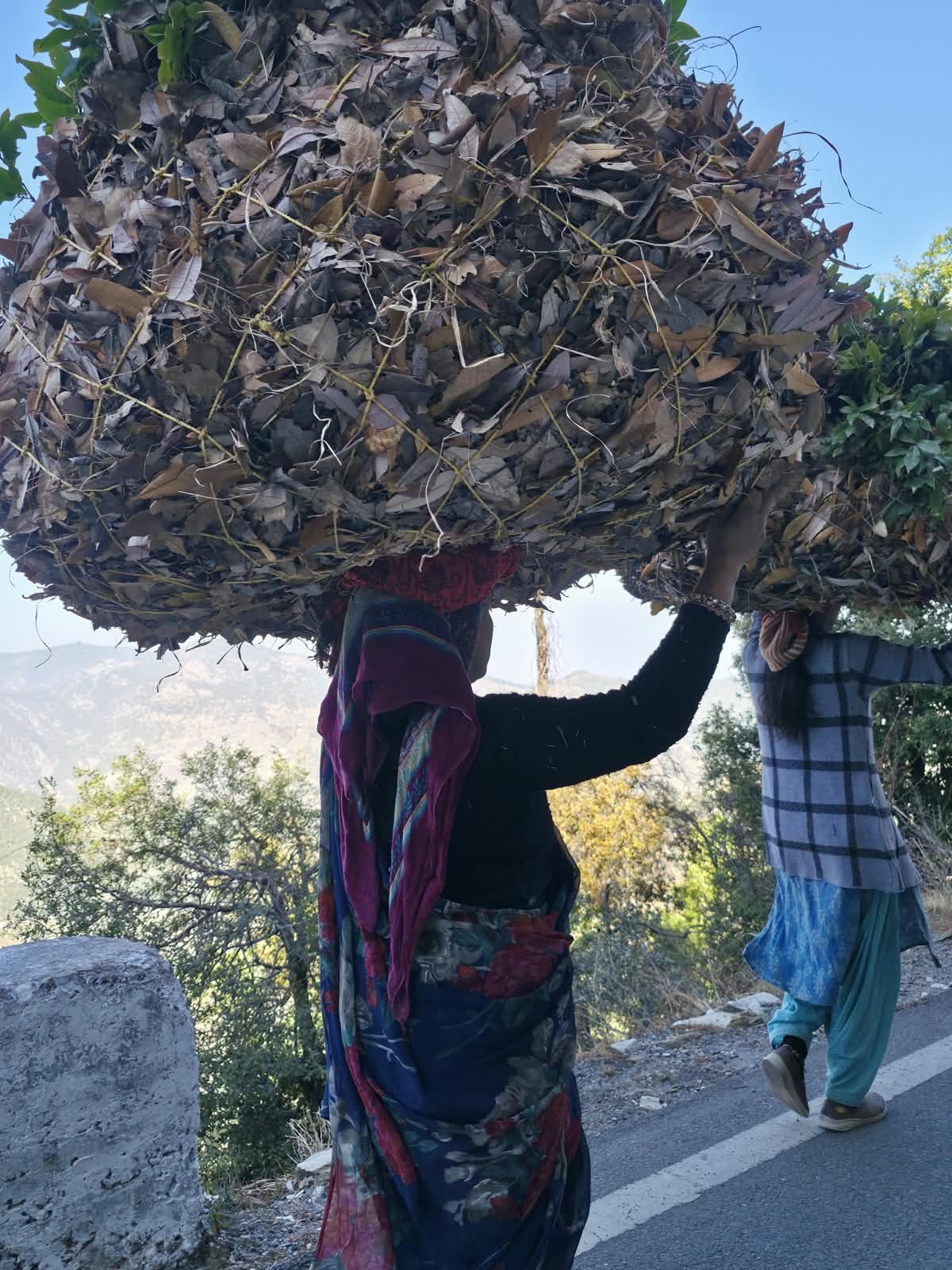 Women carrying bundles of leaves along a hill road
